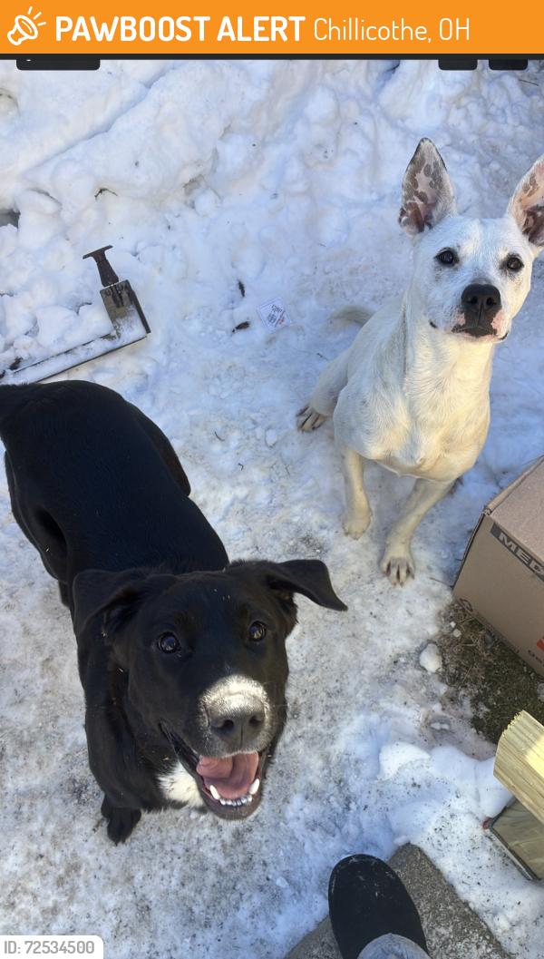 Found/Stray Unknown Dog last seen 7 miles smokehouse, Chillicothe, OH, Chillicothe, OH 45601