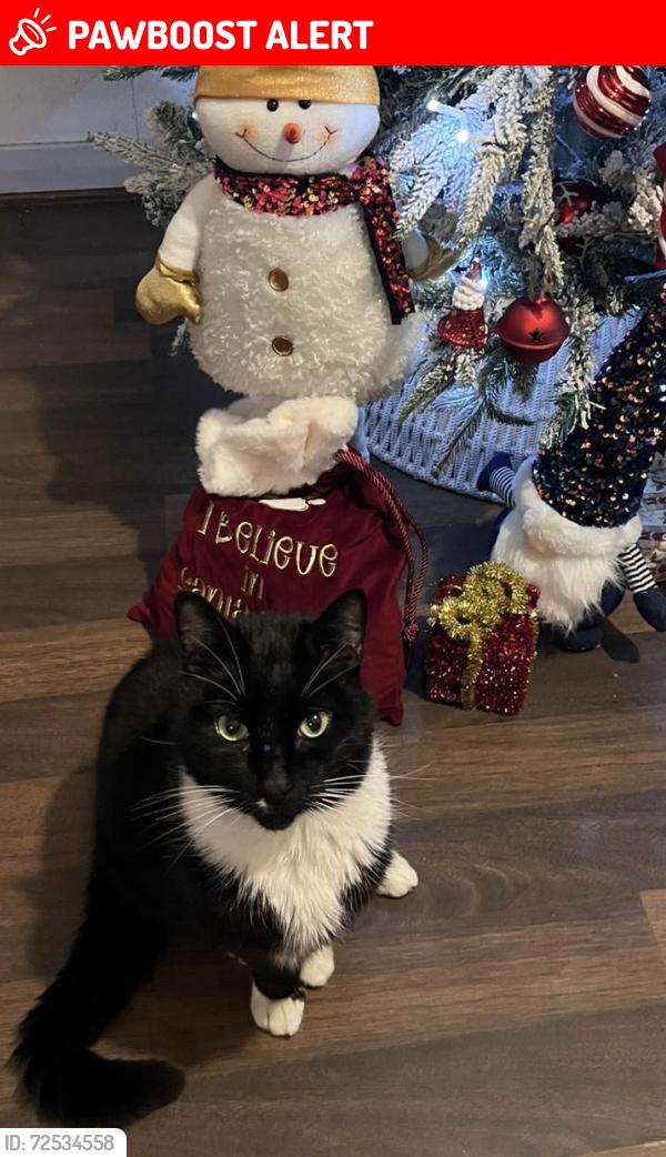 Lost Male Cat last seen Near Glasgow Fort/wellhouse/Glenburn centre, Glasgow City, Scotland G34 9AR