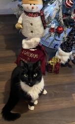Lost Male Cat last seen Near Glasgow Fort/wellhouse/Glenburn centre, Glasgow City, Scotland G34 9AR