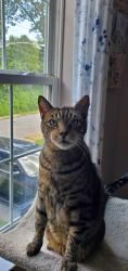 Lost Male Cat last seen West 7th Street and Woodlawn Ave, Wilmington, DE 19899