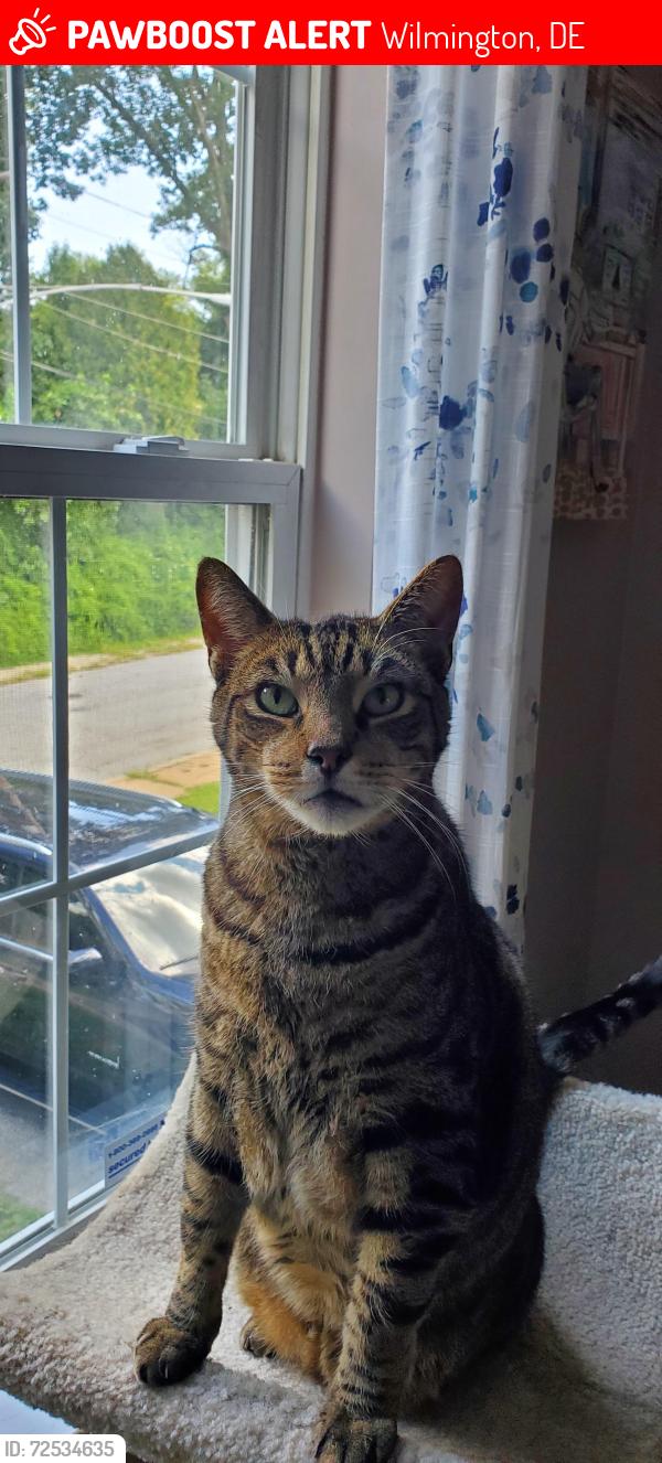Lost Male Cat last seen West 7th Street and Woodlawn Ave, Wilmington, DE 19899