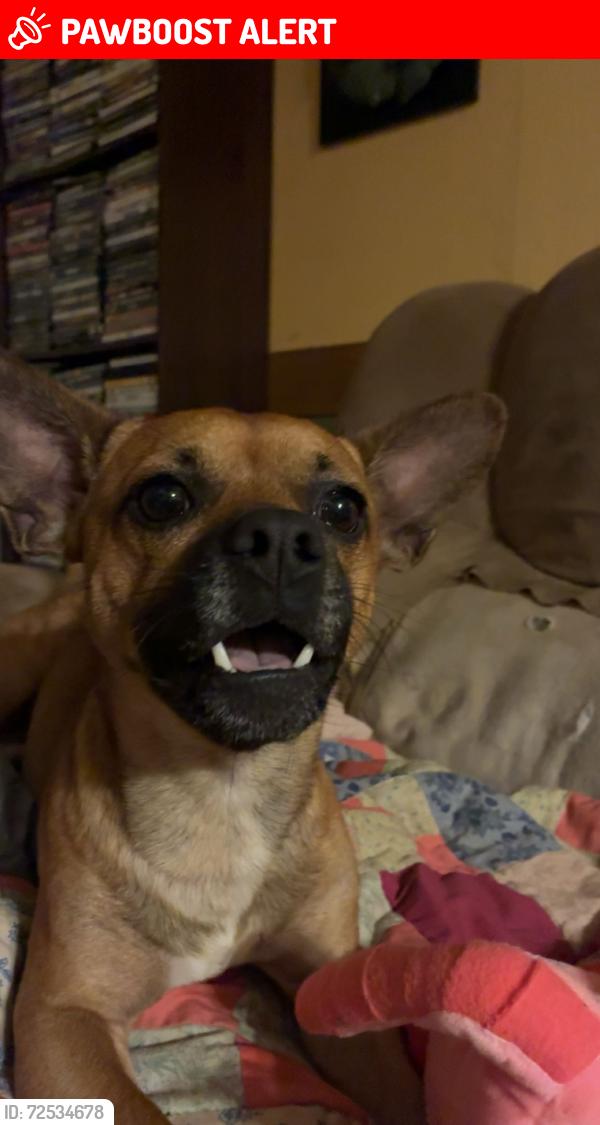 Lost Male Dog last seen Marble NC , Cherokee County, NC 28905