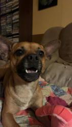 Lost Male Dog last seen Marble NC , Cherokee County, NC 28905