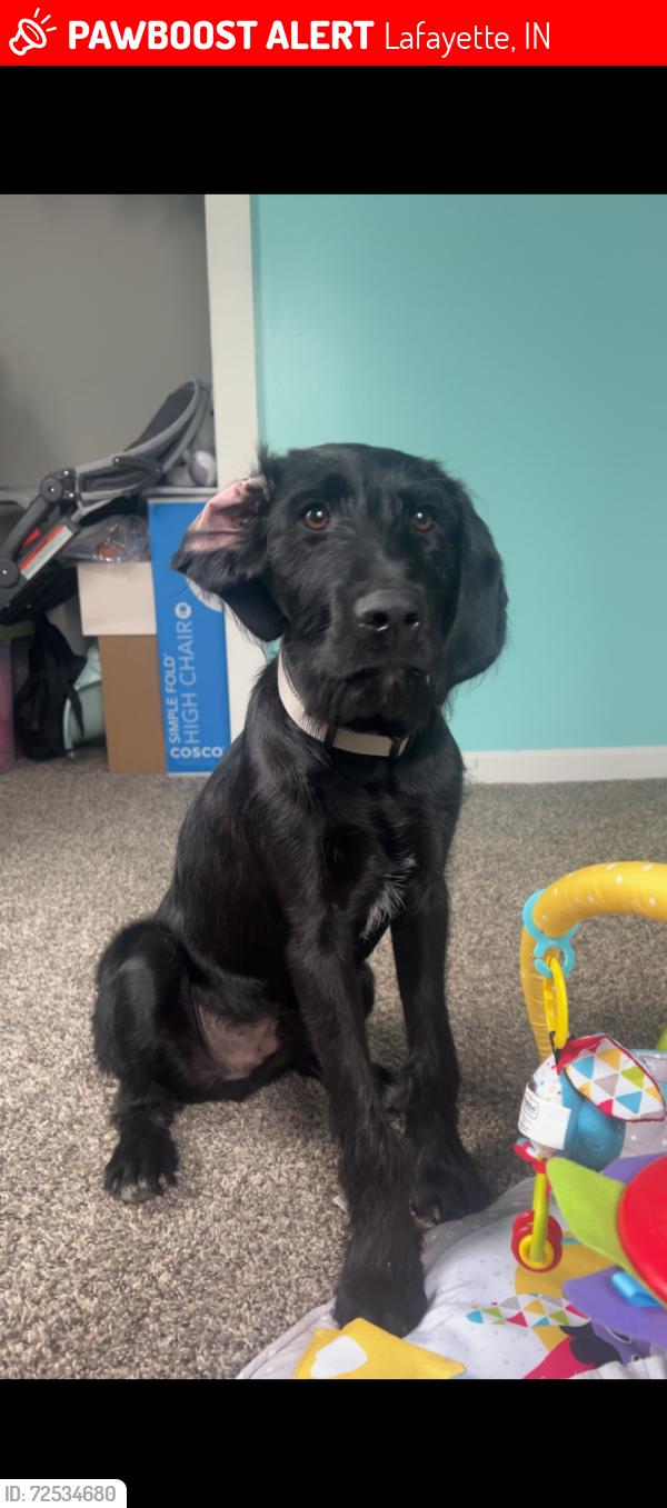 Lost Male Dog last seen Colburn/delphi/buck creek area, Lafayette, IN 47905