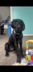 Lost Male Dog last seen Colburn/delphi/buck creek area, Lafayette, IN 47905