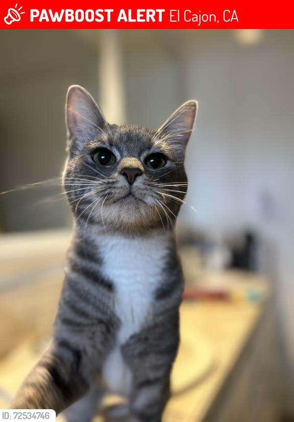 Lost Female Cat last seen Greenfield Drive, El Cajon, CA 92019