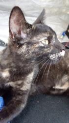 Lost Female Cat last seen Oak Glen Rd & Ave E , Yucaipa, CA 92399