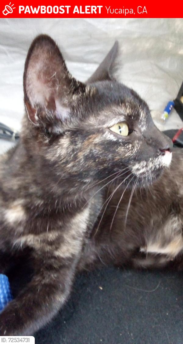 Lost Female Cat last seen Oak Glen Rd & Ave E , Yucaipa, CA 92399