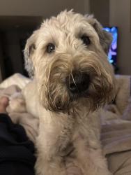 Lost Female Dog last seen Mon 330pm headed east on 41st in front of Whole Foods, Tulsa, OK 74105