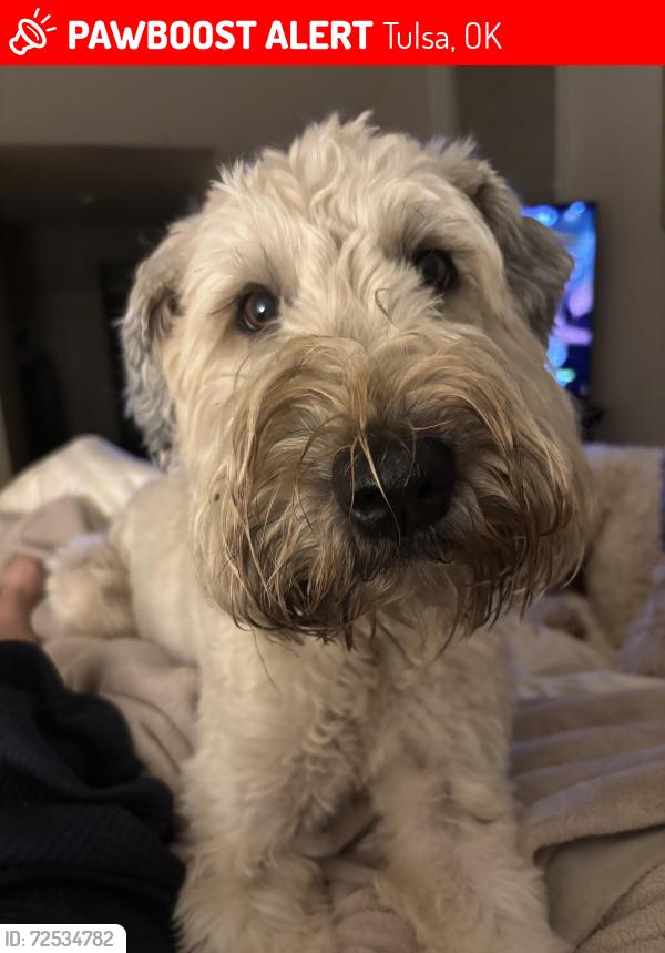 Lost Female Dog last seen Mon 330pm headed east on 41st in front of Whole Foods, Tulsa, OK 74105