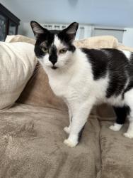 Lost Female Cat last seen 46th ave , Lauderdale Lakes, FL 33319