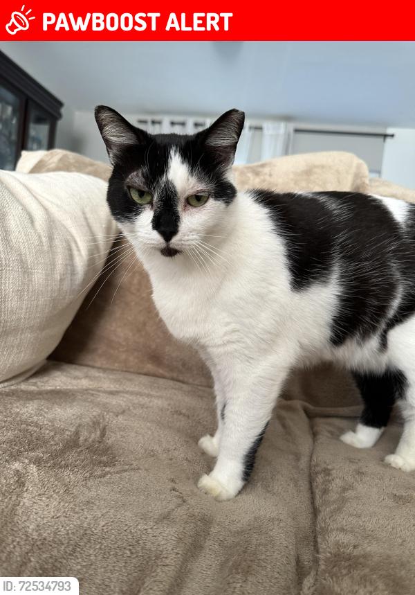 Lost Female Cat last seen 46th ave , Lauderdale Lakes, FL 33319