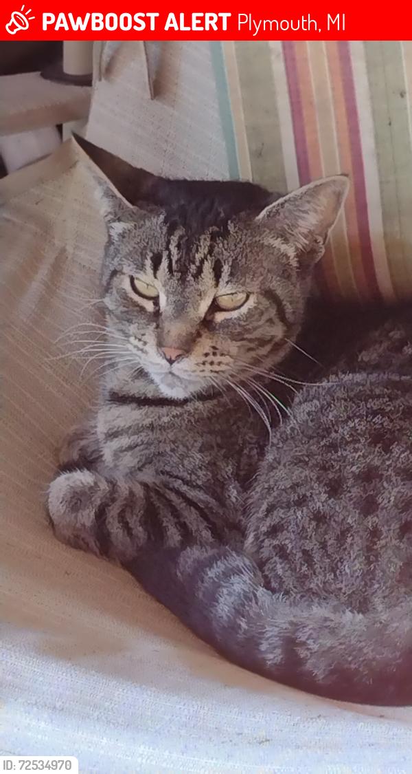 Lost Female Cat last seen Red Roof Inn Ann Arbor Rd, Plymouth, MI 48170