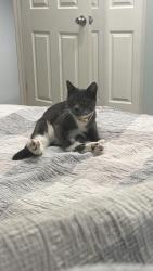 Lost Female Cat last seen Near canna Lily Pl Clermont , Clermont, FL 34711