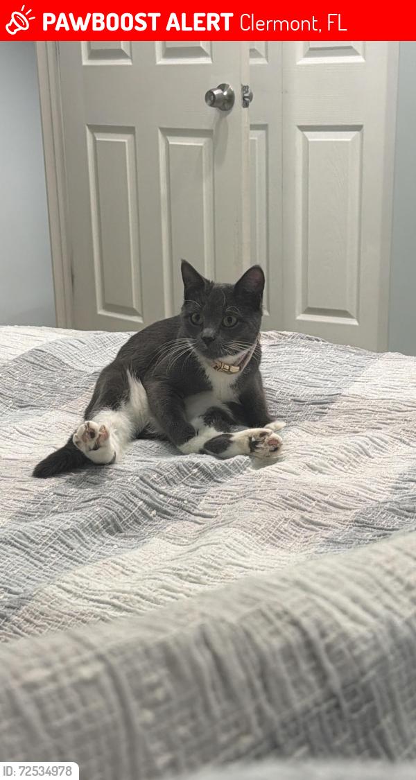 Lost Female Cat last seen Near canna Lily Pl Clermont, Clermont, FL 34711