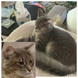 Lost Male Cat last seen Frazier Rd & Tolbert Drive 30033, Decatur, GA 30033