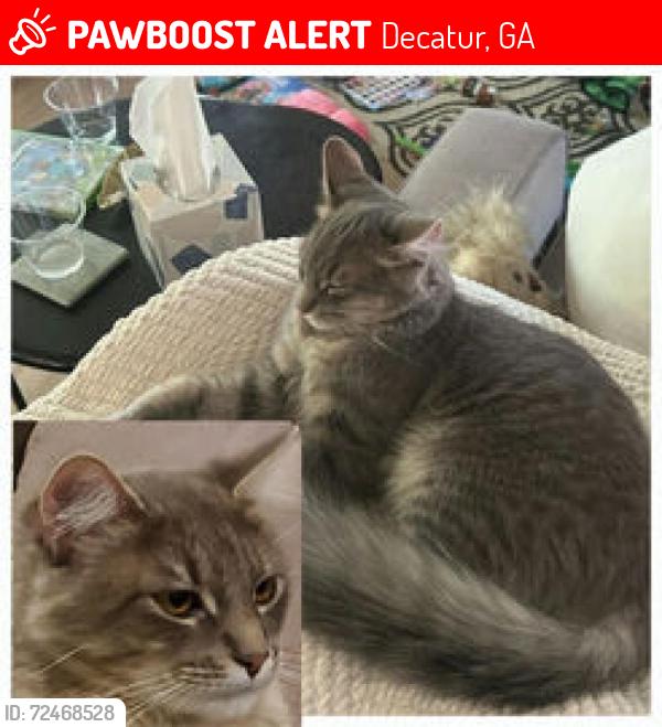 Lost Male Cat last seen Frazier Rd & Tolbert Drive 30033, Decatur, GA 30033