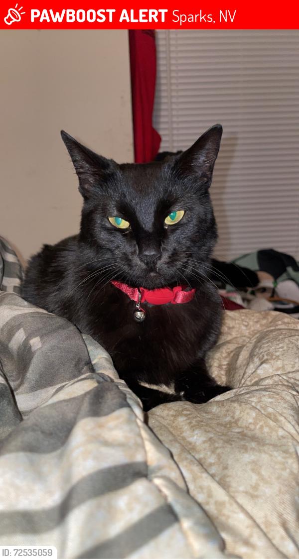 Lost Female Cat last seen Rock blvd, Sparks, NV 89431