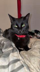 Lost Female Cat last seen Rock blvd, Sparks, NV 89431