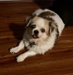 Lost Female Dog last seen Hunakai & Kilauea, Honolulu, HI 96816