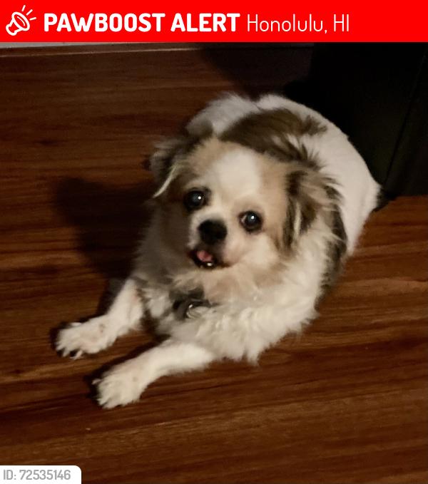 Lost Female Dog last seen Hunakai & Kilauea, Honolulu, HI 96816