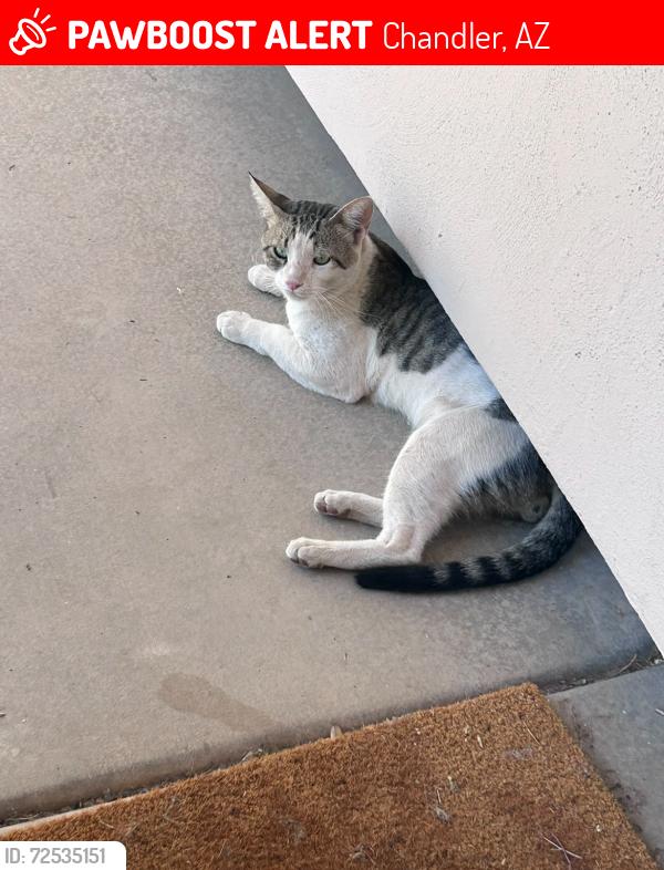 Lost Male Cat last seen Chandler Heights and Gilbert Rd, Chandler, AZ 85249