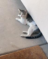 Lost Male Cat last seen Chandler Heights and Gilbert Rd, Chandler, AZ 85249