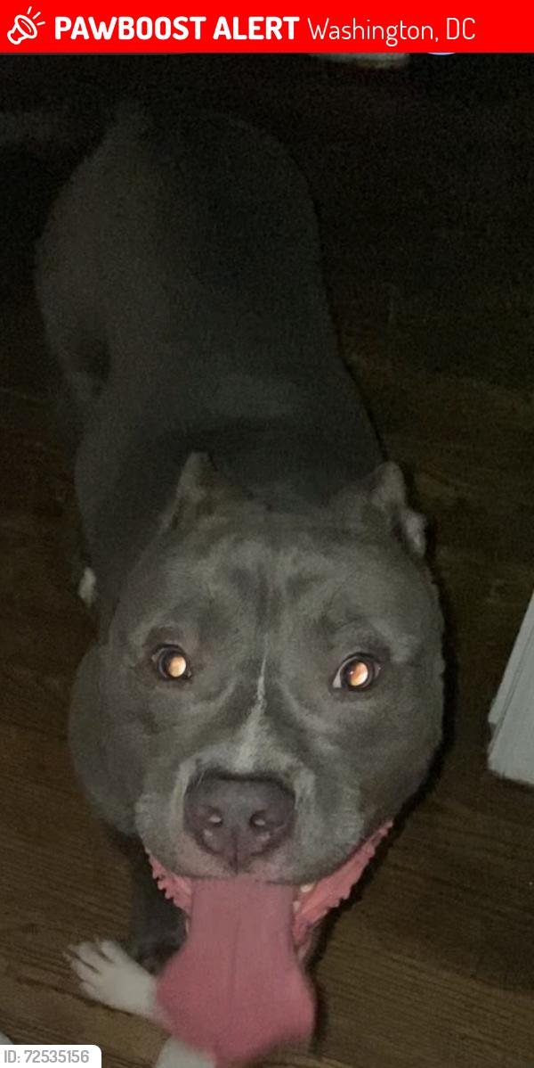 Lost Male Dog last seen Eastern Avenue , Washington, DC 20912