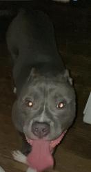 Lost Male Dog last seen Eastern Avenue , Washington, DC 20912