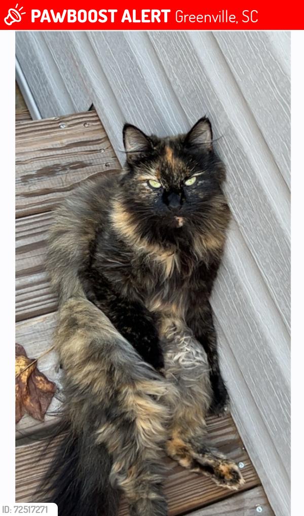 Lost Female Cat last seen Russell Ave./Bennett St., Greenville, SC 29609