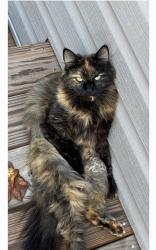 Lost Female Cat last seen Russell Ave./Bennett St., Greenville, SC 29609