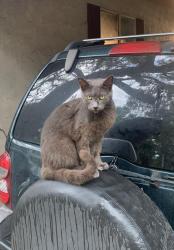 Lost Male Cat last seen SE 51st ct, Summerfield, FL 34491