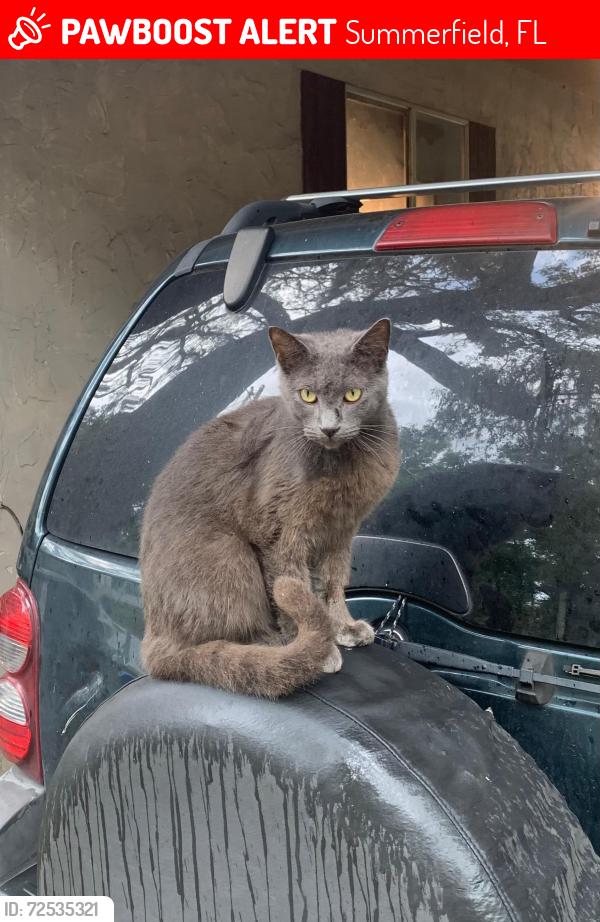 Lost Male Cat last seen SE 51st ct, Summerfield, FL 34491