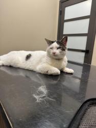 Lost Male Cat last seen West River Road & Honey Jordan (Inglis), Inglis, FL 34449