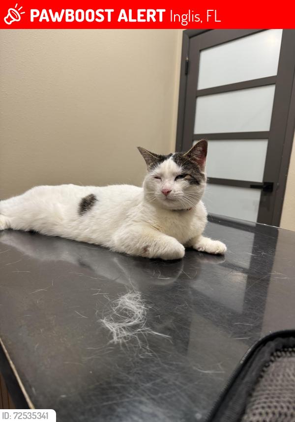 Lost Male Cat last seen West River Road & Honey Jordan (Inglis), Inglis, FL 34449