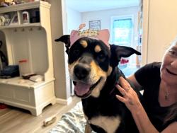 Lost Female Dog last seen Near And rt28, Portland, IN 47371