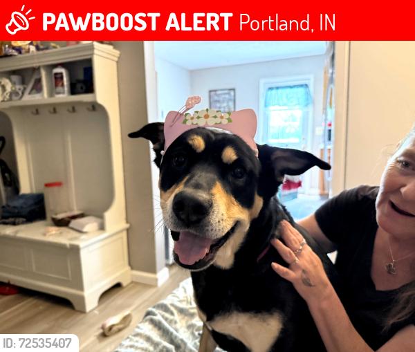 Lost Female Dog last seen Near And rt28, Portland, IN 47371