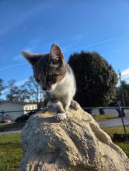Lost Male Cat last seen Robinette company, Bristol, TN 37620
