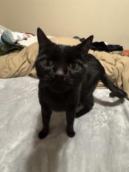 Lost Male Cat last seen West Sacramento and Nord, Chico, CA 95926