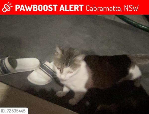 Lost Female Cat last seen Near the Cabramatta Leisure centre, Cabramatta, NSW 2166