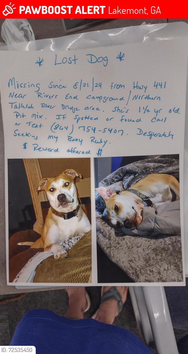 Lost Female Dog last seen Hey 441 near rivers end campground, Lakemont, GA 30552