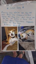 Lost Female Dog last seen Hey 441 near rivers end campground, Lakemont, GA 30552
