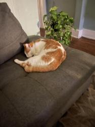 Lost Male Cat last seen Canton pike, Hopkinsville, KY 42240