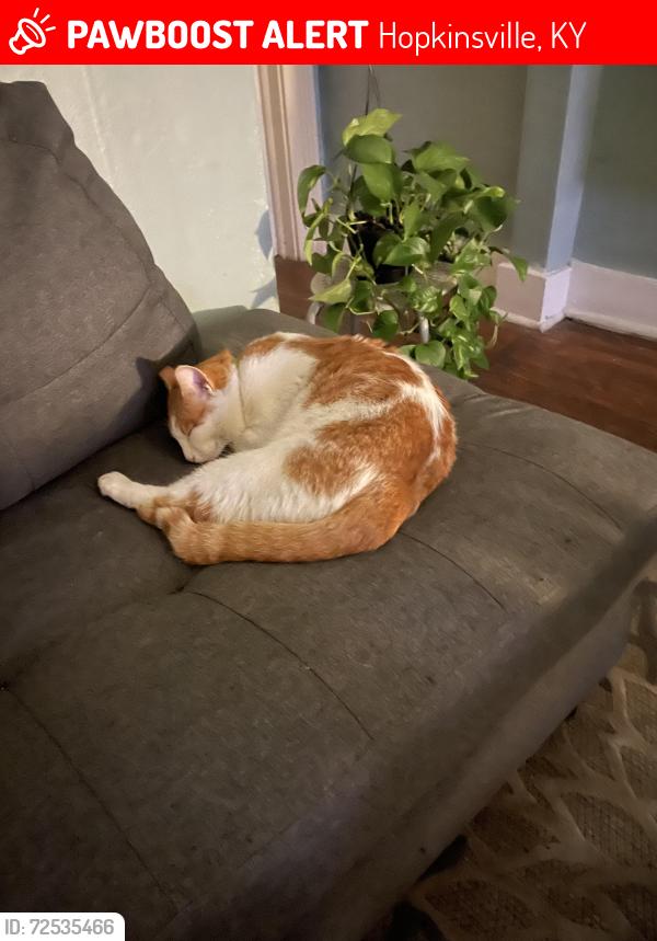 Lost Male Cat last seen Canton pike, Hopkinsville, KY 42240