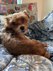 Lost Female Dog last seen Blaine and watkins, Riverside, CA 92507
