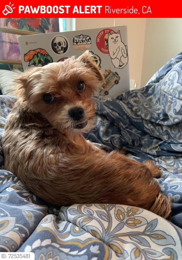 Lost Female Dog last seen Blaine and watkins, Riverside, CA 92507