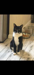 Lost Male Cat last seen Handles Ice Cream, Newport Beach, CA 92661