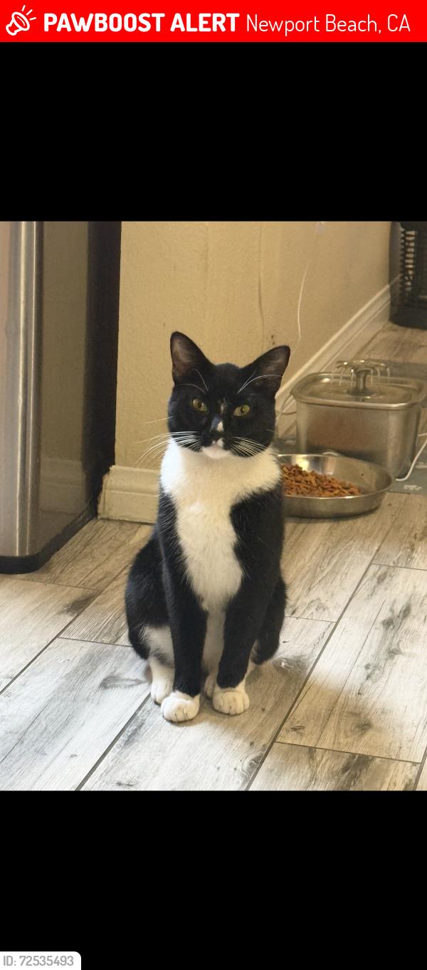 Lost Male Cat last seen Handles Ice Cream, Newport Beach, CA 92661