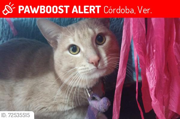 Lost Male Cat last seen Avenida gladiola entre Jasmin y tulipán , Córdoba, Ver. 