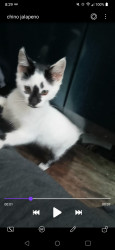Lost Male Cat last seen Blinn and east L st, Los Angeles, CA 90744